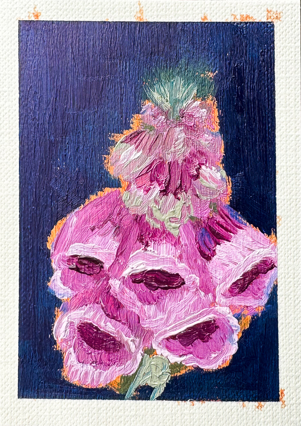 Foxgloves- Fine Art Print