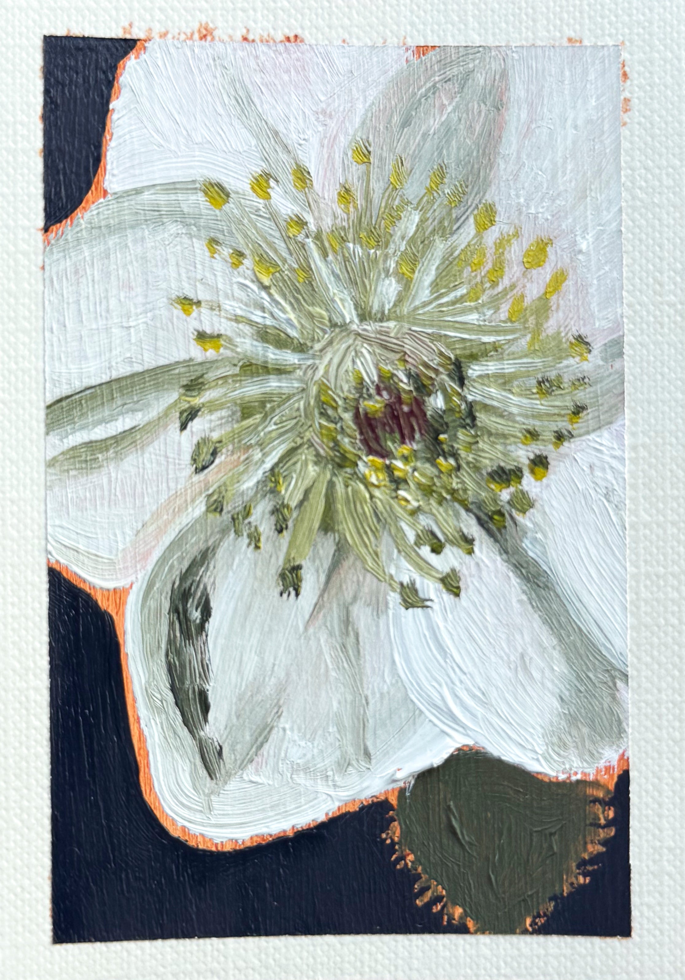 White Hellebore- Fine Art Print